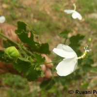 Hibiscus micranthus L.f.